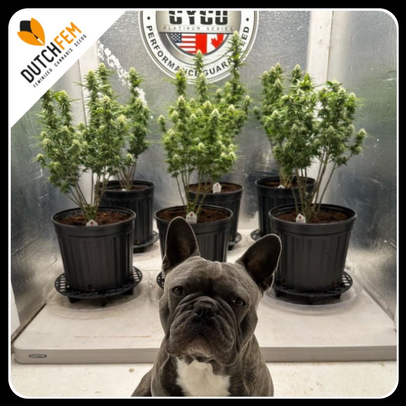 Otis guarding the growroom filled with Dutchfem Orange Dream and Super Silver Lemon Haze 🧡🧡🧡 Much love, positivity and Good Karma to @miss_tabi_kat  & Otis 🌱🔜🪴 #dutchfem #feminized #cannabis #seeds dutchfem.com