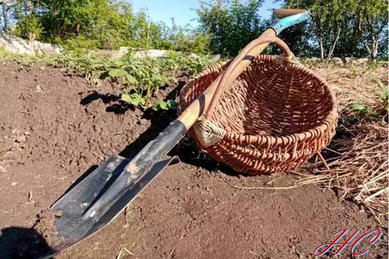 Чи можна у спеку працювати на городі: поради, які допоможуть зберегти здоров'я
newsstolychnyi.site/zdorovya/chy-m…