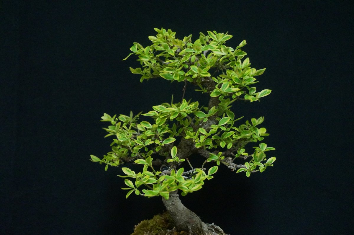 bonsai_seedling tweet picture