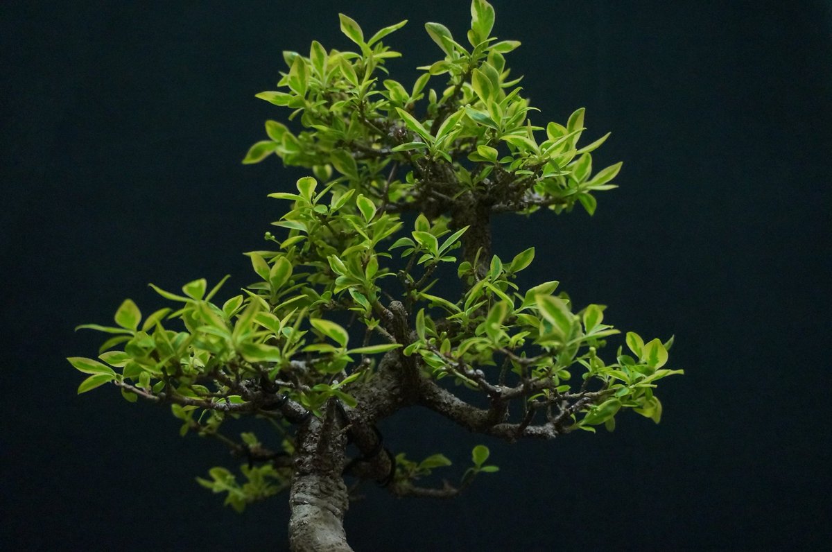 bonsai_seedling tweet picture