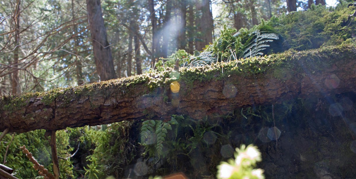 My walk today in Warsaw Caves #oldgrowth forest took me through a miniature jungle of mosses and ferns ... magical! #NaturePhotography #Nature #photography