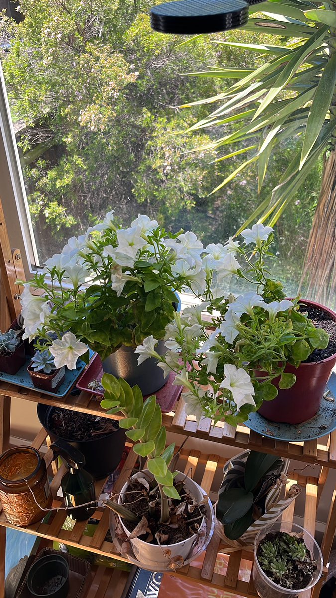 @antonioregalado Mine are doing great! Lots of flowers and buds that grow in the dark. Needed repotting and a dedicated sun light. Super happy with the results