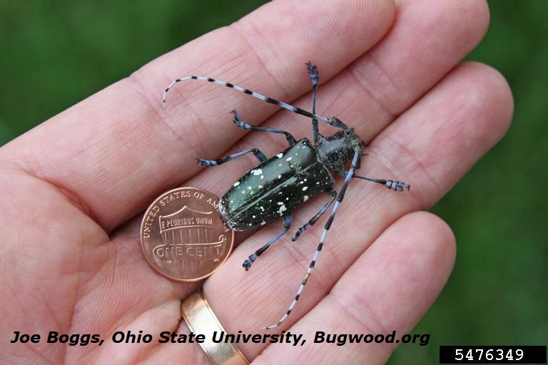 Efforts to control the Asian longhorned beetle are underway in states like Ohio where it has been eradicated from several sites. While not found in Wisconsin, ALB larval feeding kills maples and other hardwoods.🍁Report ALB sightings to datcppesthotline@wi.gov.

#ALB #HungryPests
