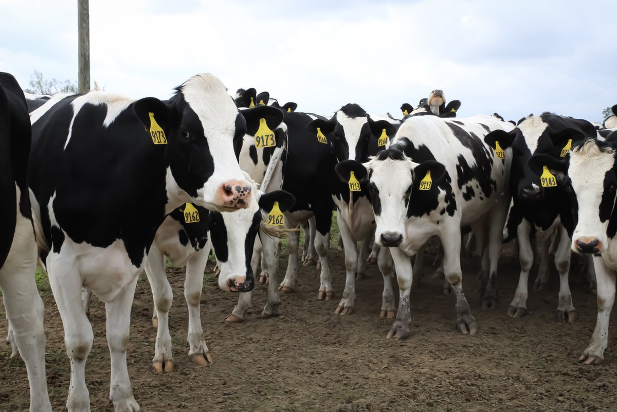 H5N1 avian flu infects Colorado dairy cows as global experts weigh in on virus changes Global health groups say evolving developments, including a novel reassortant in Asia and increasing detections in mammals, require real-time monitoring. ow.ly/Ls7x50RpAst