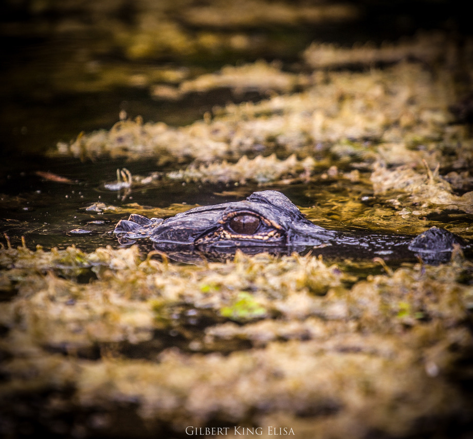 Everglades National Park
Ochopee, Florida
#photography #photooftheday #photograph #nature #birds #gator #GilbertKingElisa #alligator #florida #reptiles #plants #wildlife #OutdoorAdventures #color #animals #flowers #flower #trees #leaves #colourphotography #garden