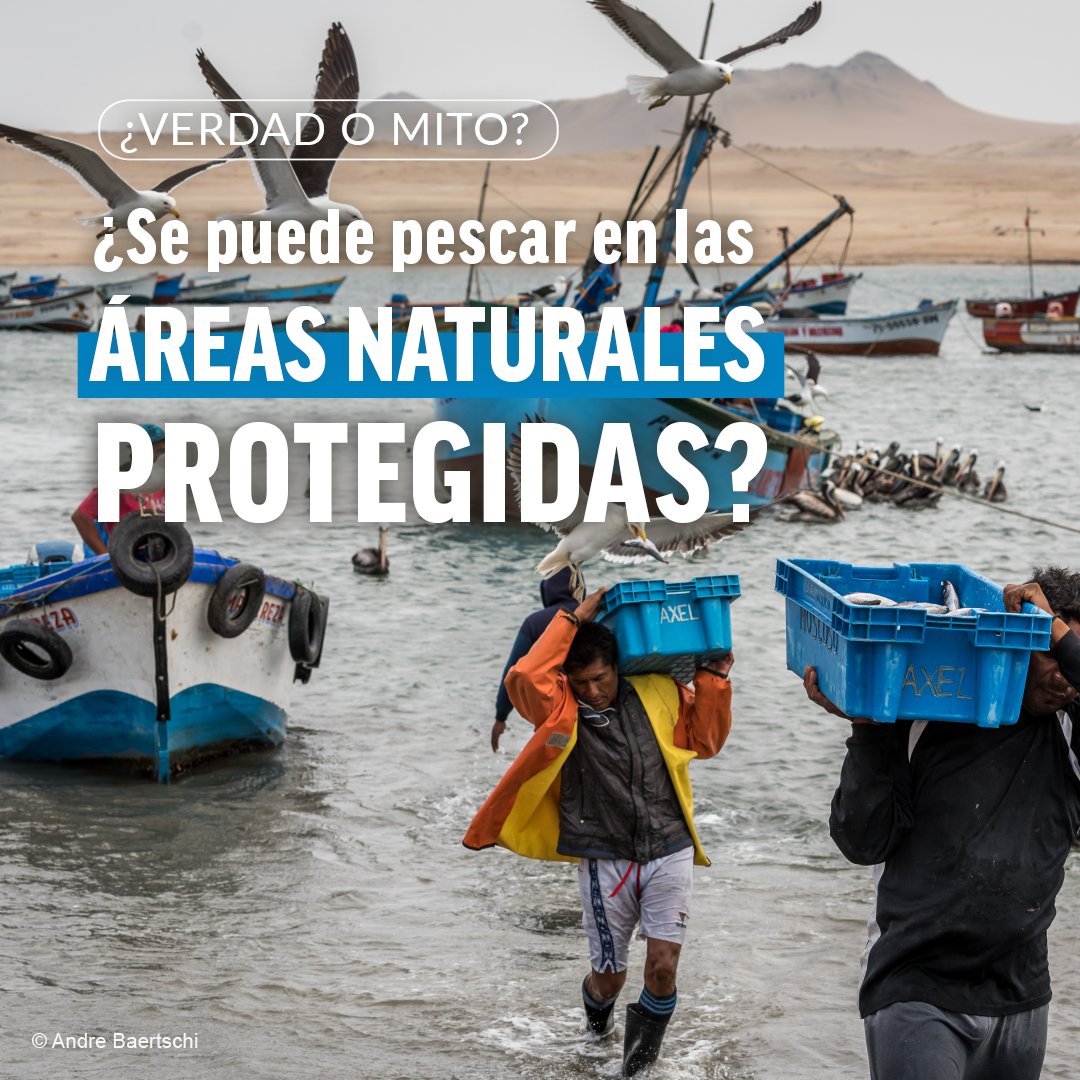 🌊#VerdadOMito. Las Áreas Naturales Protegidas son territorios de suma importancia para la conservación de nuestra biodiversidad. Por ello, el reglamento de ANPs prohíbe actividades que generen grandes impactos.