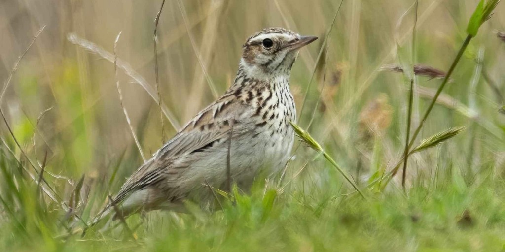 #DorsetForests are full of bird song and activity 🐦🎶🐣 #GroundNestingBirds are busy breeding on open heathland & woodland edges. Listen carefully and you might spot the melodious call of the male Woodlark & see them hanging high in the sky. #StayOnTheTracks 📷 Ben Williams