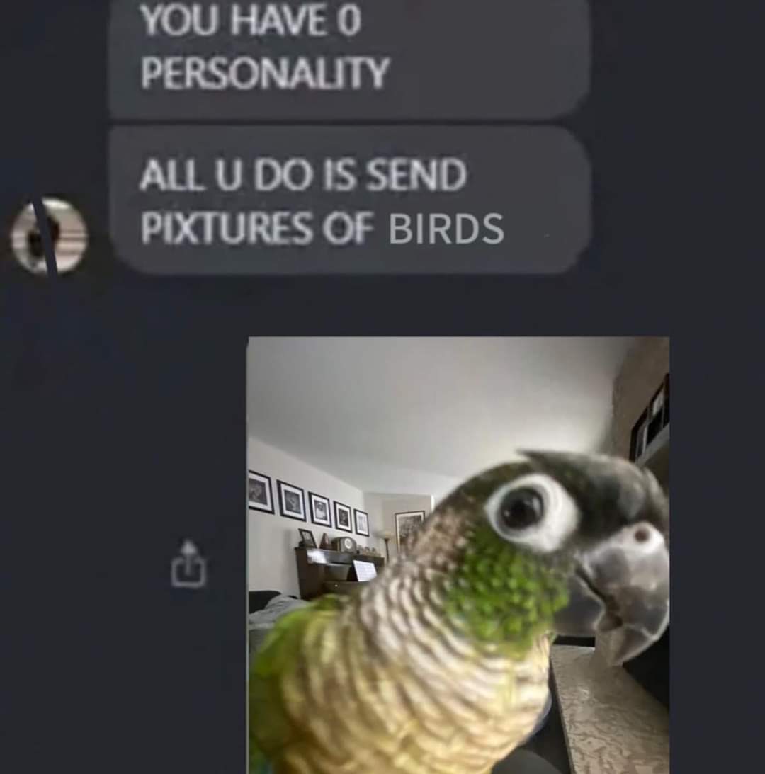 Pato Meira 🦜🇧🇷 (@crossrufus1) on Twitter photo 