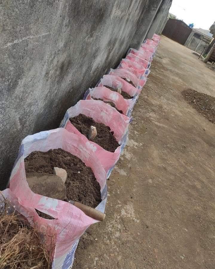 I saw this method of Yam Farming on Facebook. Owing to the fact that knowledge is power, I had to share! Here is how you grow yam from the comfort of your compound using these steps Step1 - Get cement sacks or rice sacks, the bigger the sacks the better. Step2- Get ash from