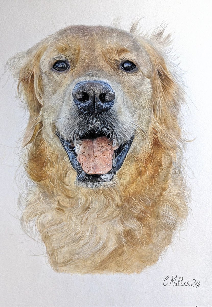 After over 40 hours and 50 coloured pencils, River the Golden Retriever's portrait is complete! ☺️ I'd love to know what you think of her!⬇️ ✨I am open for commissions! Please get in touch if you are interested in commissioning me to draw your special pet!✨ #ArtistOnTwitter