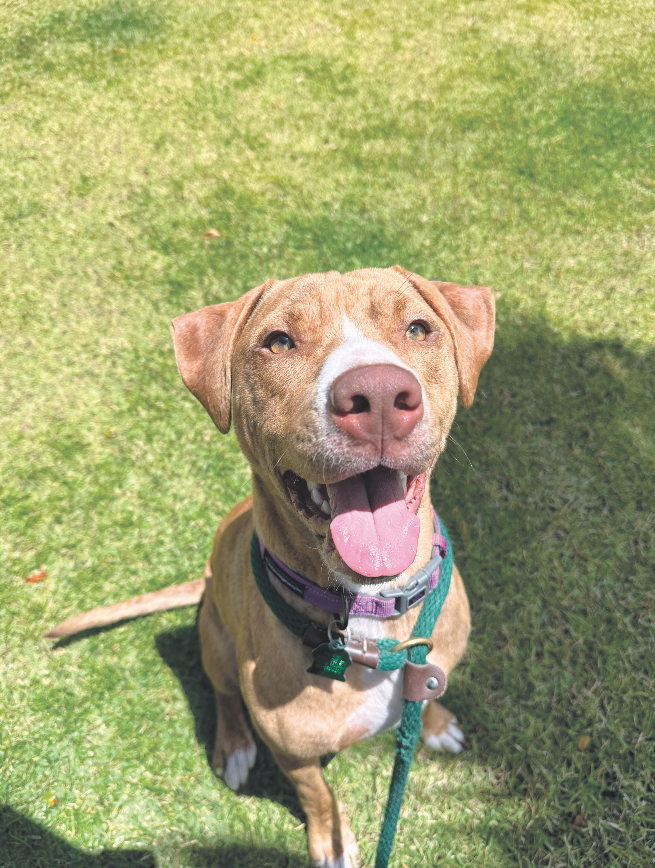 Donoa is an 11-month-old terrier mix known for his playful energy and sweet smile. This 50-pound boy is an affectionate pup who loves being around people. Meet Donoa at the @hawaiianhumane Kosasa Family Campus at Ho‘opili.

#midweekhawaii #hawaii #hawaiianhumanesociety