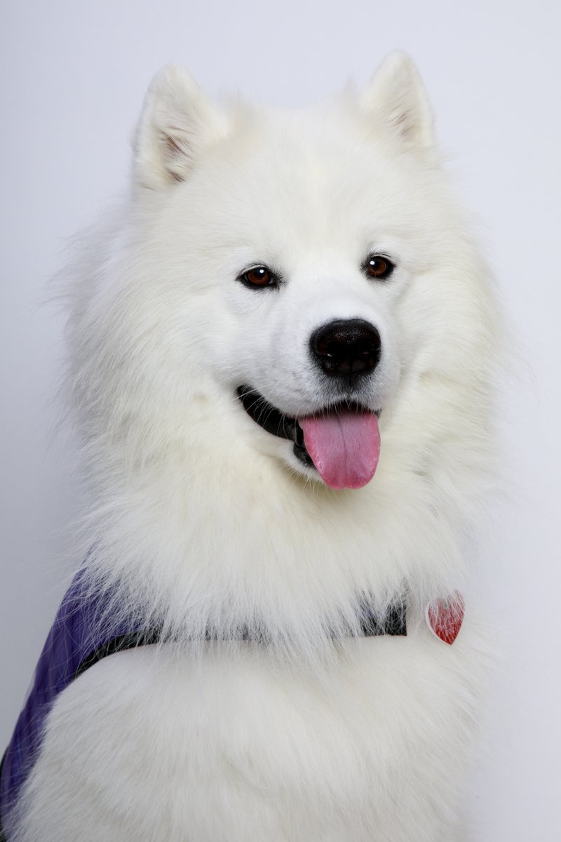 You can catch this fluffy cloud ☁️ in Concourse A today! Maverick will be here from 3:30-5:30 p.m. #DENCATS