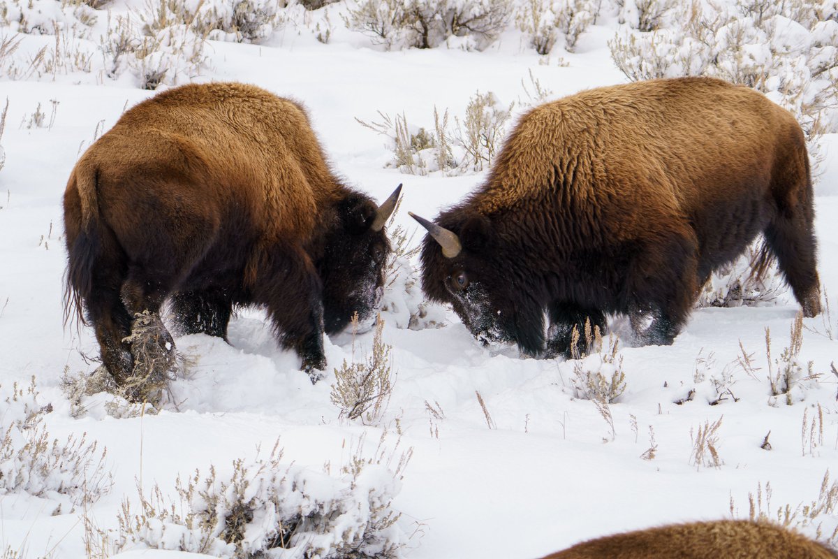 Two Bison butt heads in the March snow in Lamar Canyon.

Photographed handheld on March 2nd, 2024 in Yellowstone.
.
#bison #bisonbisonbison
#bisonlove @BuffaloField 
#YellowstonePhotography
#Yellowstone
#YellowstoneNationalPark
#wyomingwildlife
#KeepItWild