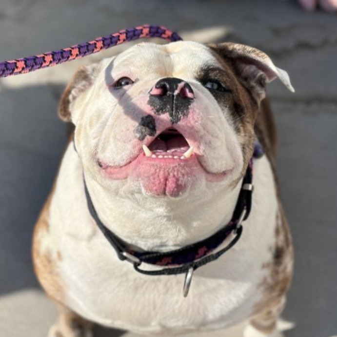 🐾💎DIAMOND 💎🐾 #NYCACC TB☠️4/27 Owner surrender to police 👮‍♀️ bcuz she growled 😳 🏥Arthritis, Brachycephalic syndrome & dental 🦷 disease Likes treats 🧀🦴🍖and slow walks Kids 13+ 🚫pledges Please #RT #PLEDGE #FOSTER #197712 6yrs