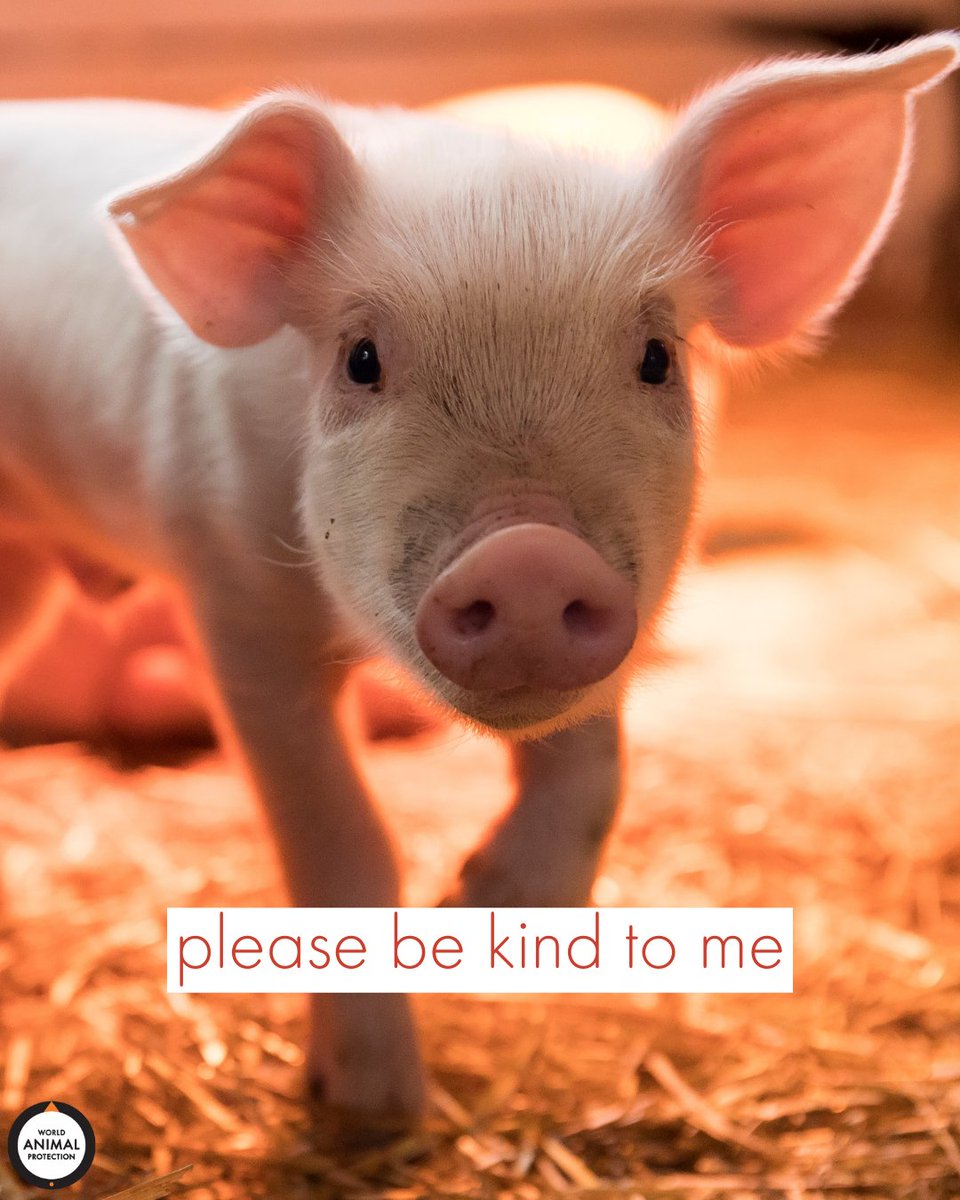 Please be kind to them. Choose kinder foods.