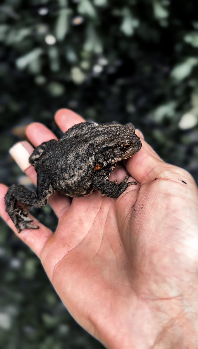 Manage to save this little guy today.. he was almost under the lawn mower! So nice to see a toad.. gotta protect these beautiful little creatures💚