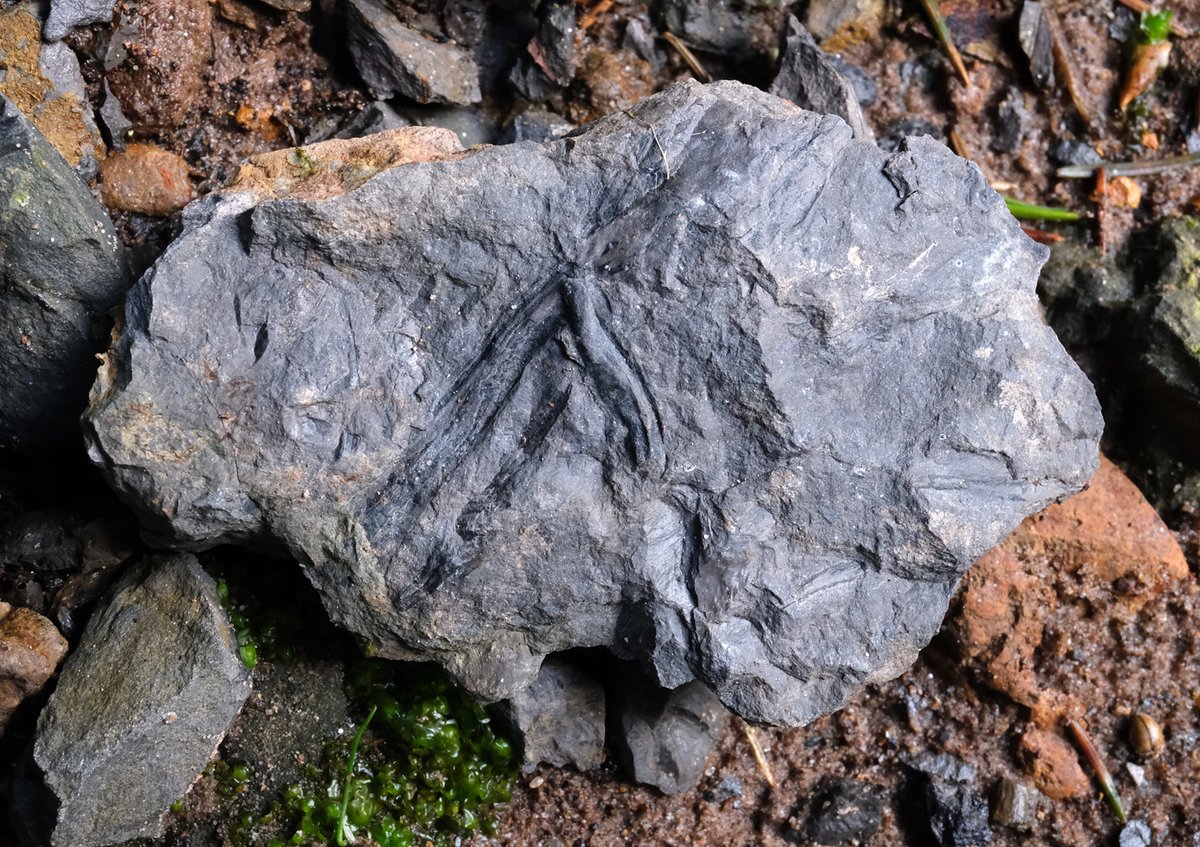 Carboniferous plant fragments #fossilfriday