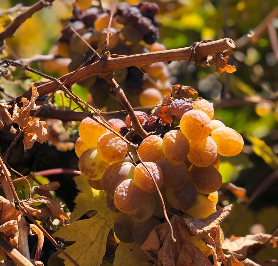 La reina rubia de Itata, la más dulce,preferida por abejas para producción de miel, favorita para el vino dulce,licoroso  genuino, pipeño para  terremotos, aguardiente cabezón  y muy apreciada en industria pisquera.Esa es nuestra Moscatel de Alejandria