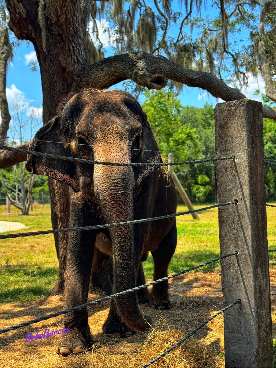 Myakka Elephant Ranch 🐘🖤
What a beautiful experience.🤩
 #welivehere  #FLwx #twitternaturecommunity #StormHour #thephotohour #accuweather #weathernation #foxweatherdesk #myakkaelephantranch #elephants #Florida
