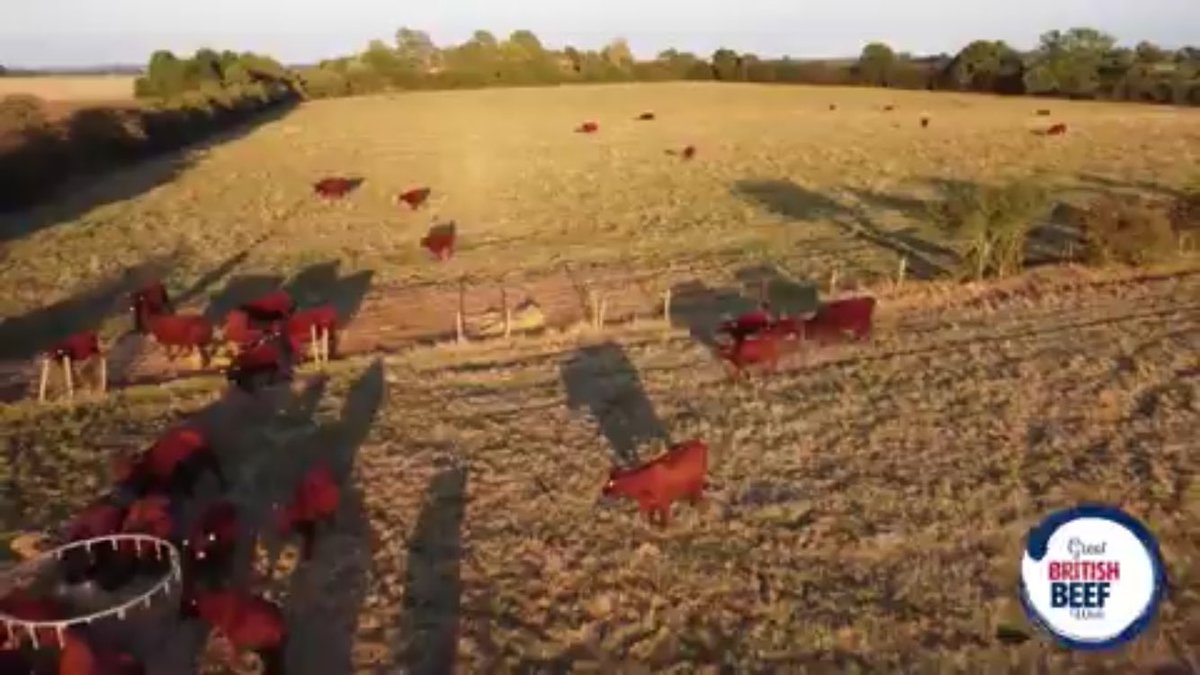 @RoyalAgSociety Farms with 30-45 paddocks, higher stocking density, and frequent herd moves (every 1-3 days) achieve the best results. Regenerative Agriculture Seminar Richard Teague, PhD media.csuchico.edu/media/t/0_3bfb… @MarthasReds @TheAHDB @AHDB_BeefLamb @NFUtweets