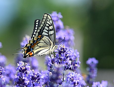 キアゲハは自宅付近でもわりと見かけます…(^^)v
どの花が似合いますか？
・ヒガンバナ
・百日草
・アベリア
・ラベンダー