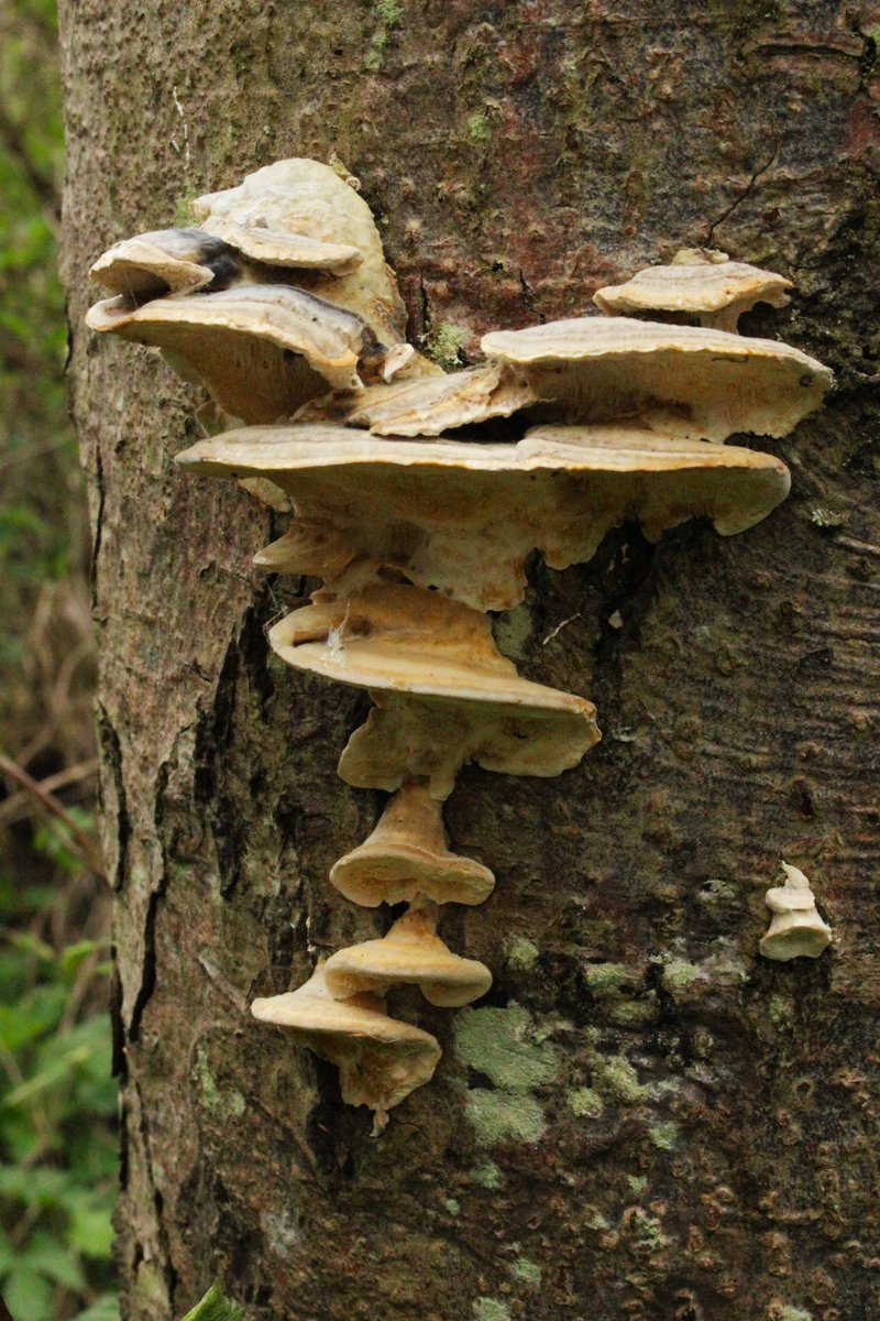 Mushroom colony.
#FungiFriday #fungi #Nature #naturephotography #photo #photography #mushroom