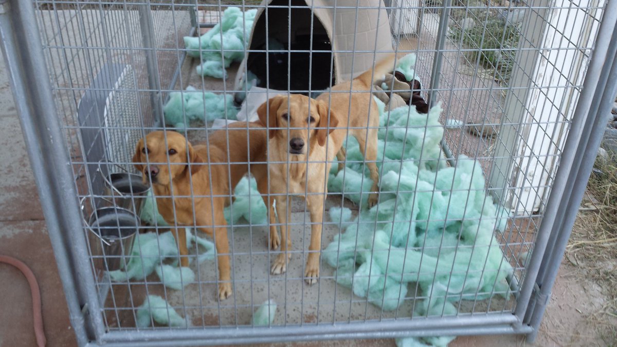 #FlashbackFriday to November 2015 when Jewels and/or Blaze did... that 
#dogs #K9 #LabradorRetriever 
#WagnTailsRanch