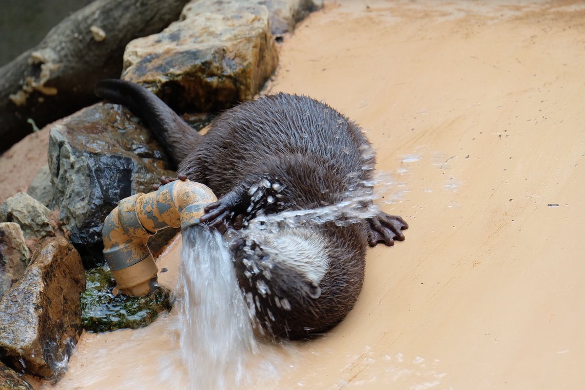 In_Otter_News2 tweet picture