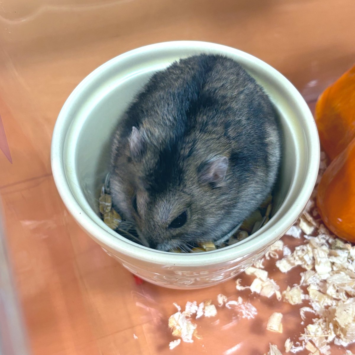 餌入れに対して体がミチミチすぎる
私と一緒にダイエットしよかぁ…🐹