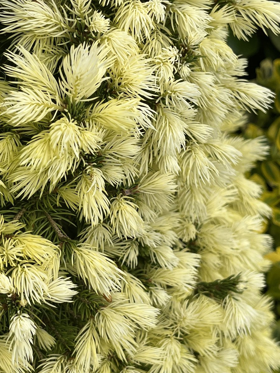 ashnurs's tweet image. Picea glauca ‘Maygold’ (Alberta spruce) was showing off its spring coat in the evening sunlight as we went home. 

bit.ly/4d7Y6Hk

#Picea #Maygold #spruce #conifers #needles #newfoliage #springfoliage #evergreens #conifersarecool #goodevening
