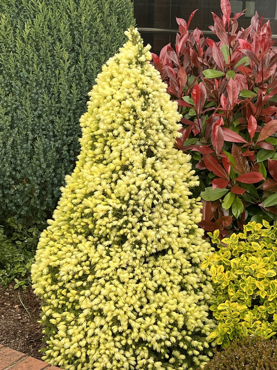 ashnurs's tweet image. Picea glauca ‘Maygold’ (Alberta spruce) was showing off its spring coat in the evening sunlight as we went home. 

bit.ly/4d7Y6Hk

#Picea #Maygold #spruce #conifers #needles #newfoliage #springfoliage #evergreens #conifersarecool #goodevening