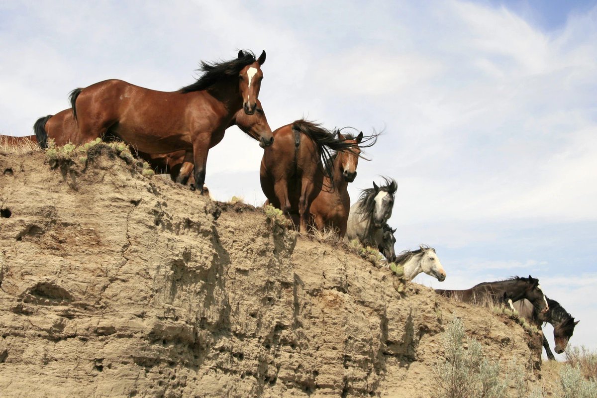 #WildHorses to remain in North Dakota’s 'T. Roosevelt #NationalPark', lawmaker says.
The horses descend from those of Native American tribes and area ranches & from domestic stallions introduced to the park in the late 20th c (AP).