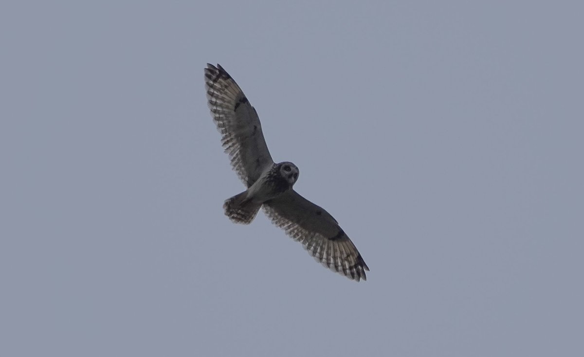A few recent bird highlights on #StKilda have included a Kestrel joining the Merlin party, a couple of Great Northern Divers in Village Bay, and a record island count of 4 Short-eared Owls up on Conachair today. @HebridesBirds @BirdGuides
