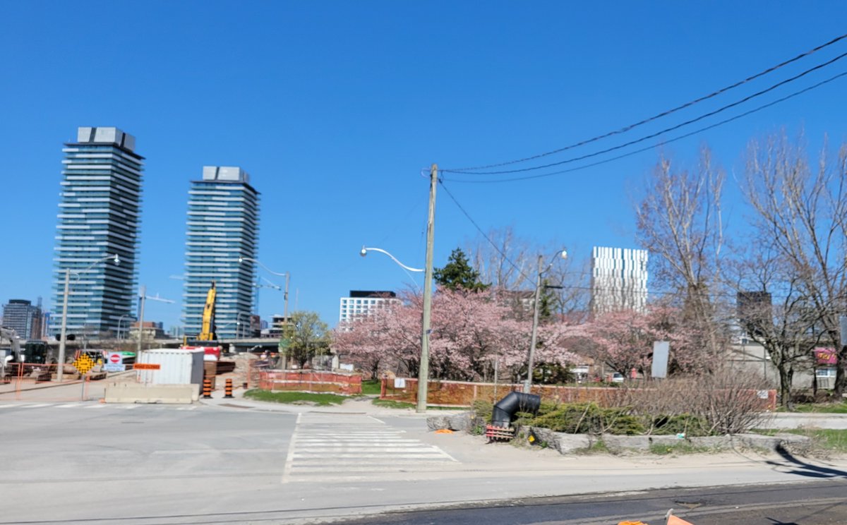 The Cherry trees at the corner of Cherry Street and Villiers Street are in bloom! Best kept secret in the Port Lands, IMO!