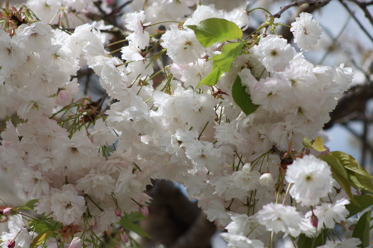 #photography #35mm #nature #trees #floweringtrees #cherryblossomtree #blossom #springflowers #walking  #unitedkingdom