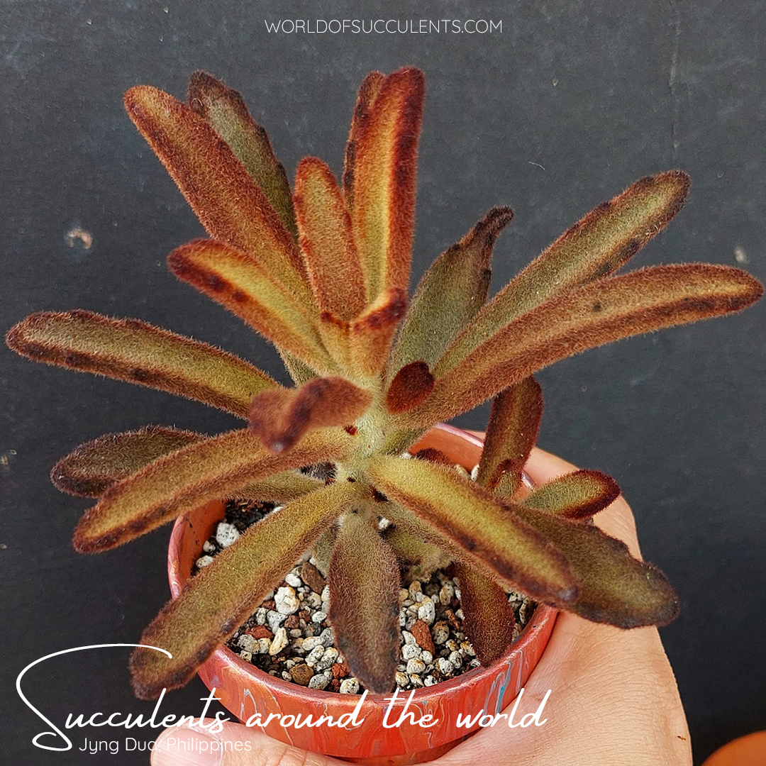 Kalanchoe tomentosa 'Cinnamon' Plant profile: worldofsucculents.com/kalanchoe-tome… #worldofsucculents #succupedia #succulentsaroundtheworld #kalanchoe #kalanchoetomentosa #succulent #succulents