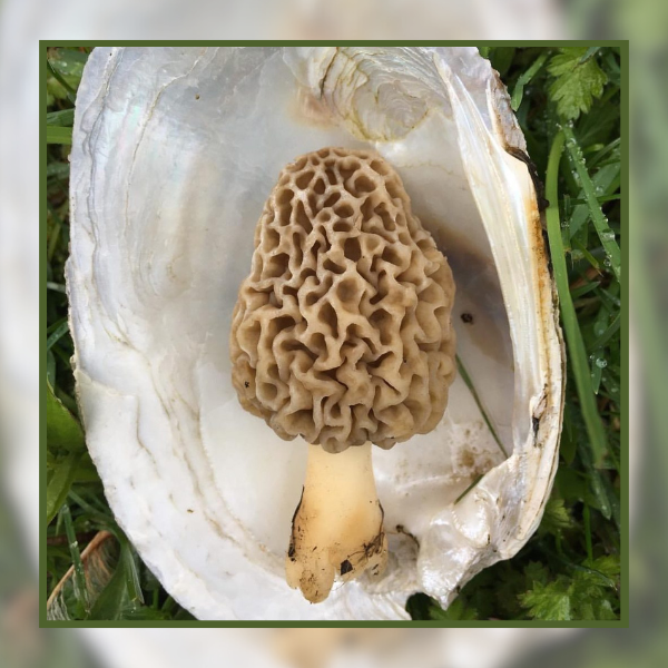 𝐂𝐚𝐥𝐥𝐢𝐧𝐠 𝐚𝐥𝐥 𝐅𝐮𝐧𝐠𝐮𝐬 𝐅𝐚𝐧𝐚𝐭𝐢𝐜𝐬! Morel newbie? Our blog's your guide! Expert tips for safe foraging: where to look, what to pick ➡️ bit.ly/3KuAL31 📸 @kalonartsandyoga on Instagram #MorelSeason #ForagingFun