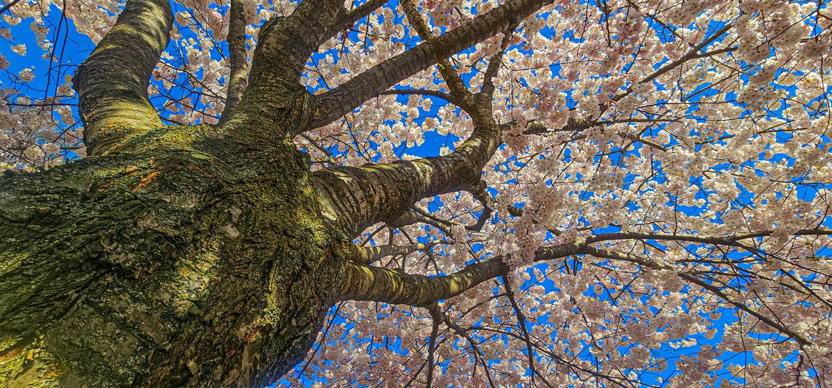 Beautiful Spring Day☀️🌸
#cherryblossoms #SpringVibes #beautifulday