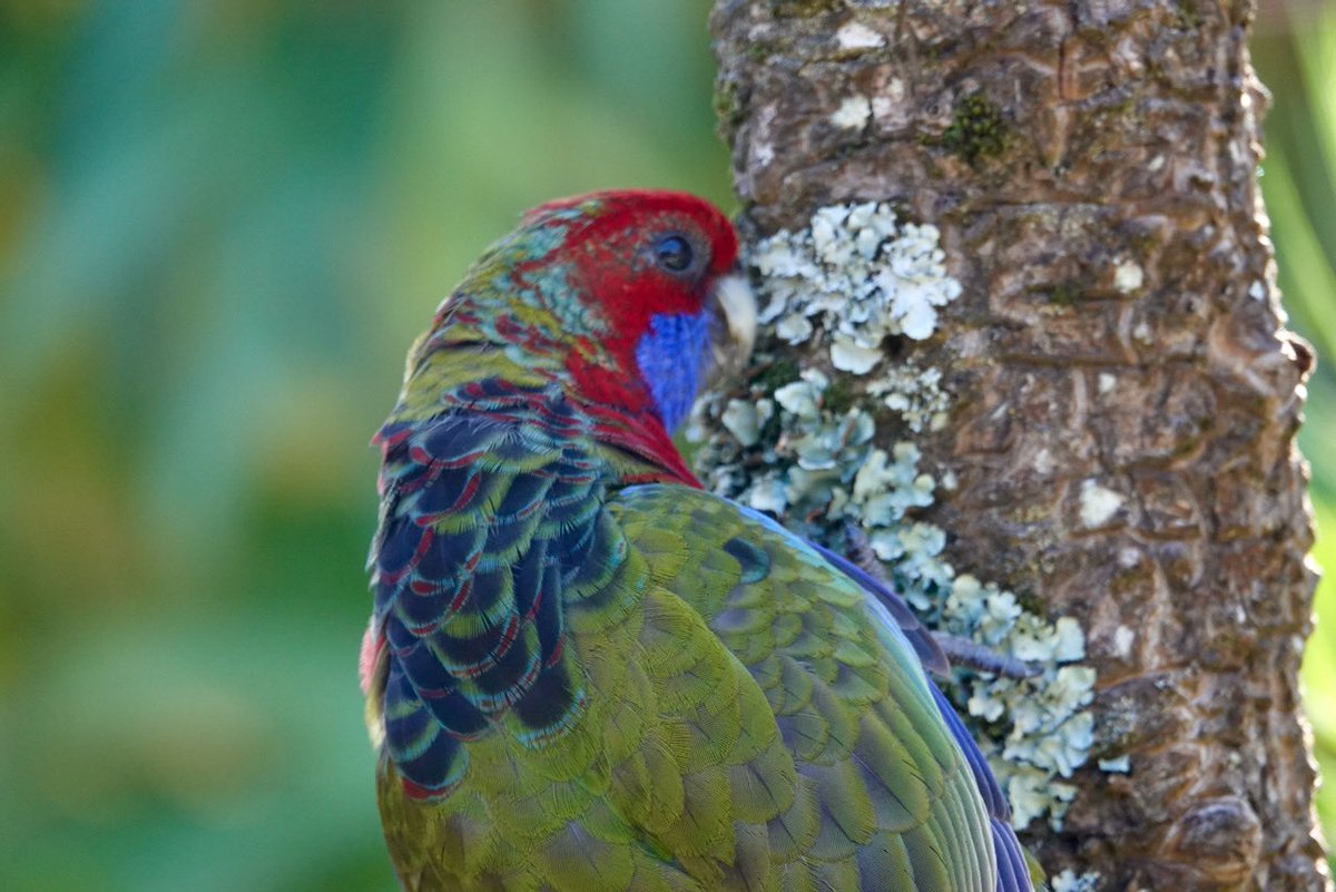 #FirstSeenAndHeard #FSAH 

Seen: Crimson Rosella (immature) Heard: Eastern Spinebill. South Gippsland, Australia

@birdemergency 
#birdwatching #Birding #birdphotography #WildOz #bird #TwitterNatureCommunity  #BirdsSeenIn2024 #SonyRX10iv