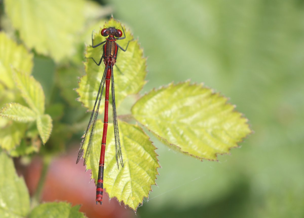 Here are some images from the other day for you. It was cold but some insects were around - here are a few: 1st is a male Large Red Damselfly resting on a Bramble Leaf.
Enjoy!
@Natures_Voice @NatureUK @BDSdragonflies