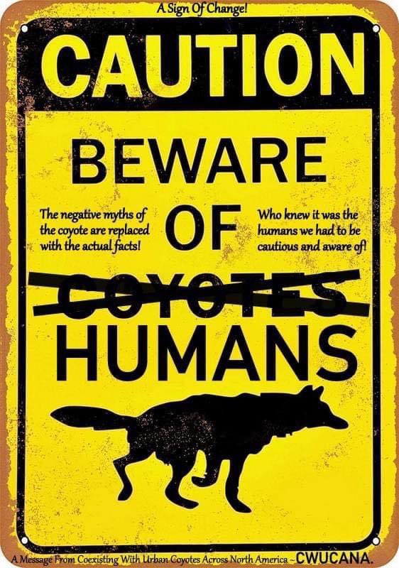 #ProtectCarnivores #CoyotesAreImportant #BanTrapping #BanWhacking #RelistWolves #EndTheSlaughter #CoExist #Justice #EndAnimalCruelty RelistWolves.org