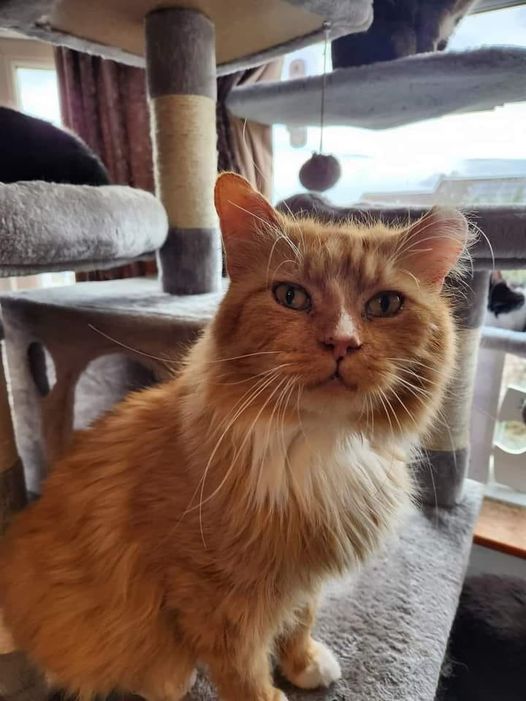 Henry is #missing in the #Bristol #BS5 area. Orange/White, chipped & neutered. Weighs 7.5kg & very fluffy. Very friendly, bent ear. facebook.com/profile.php?id… #CaturdayEve #CatsOfTwitter #MissingCat #LostCat
