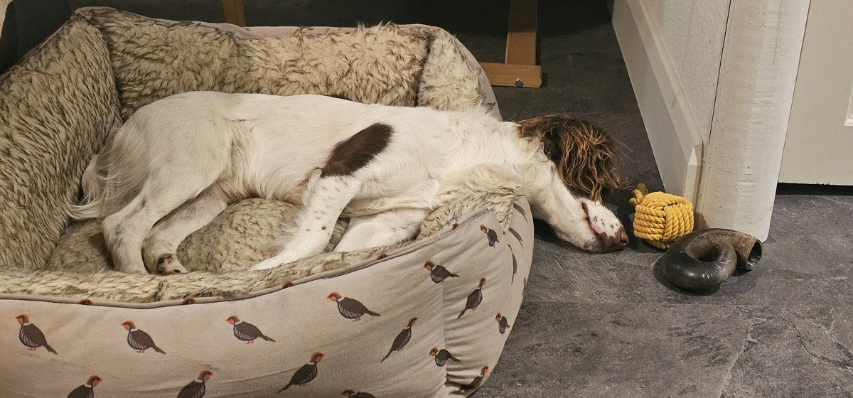 Springer down!

#springerspaniel #tireddogs