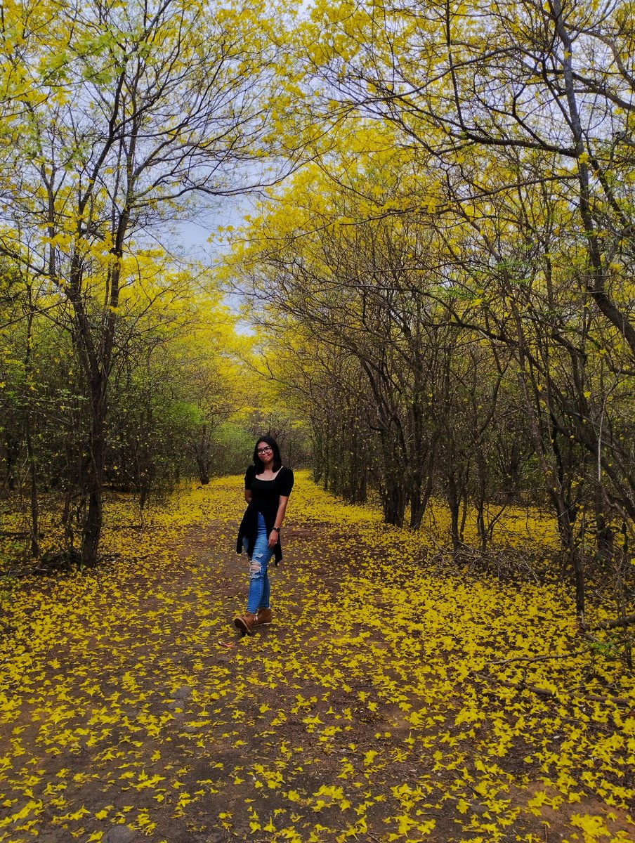 Como cada año, al cuarto día de la primera lluvia, florecen los Curarires en el Jardín Botánico de Maracaibo💛