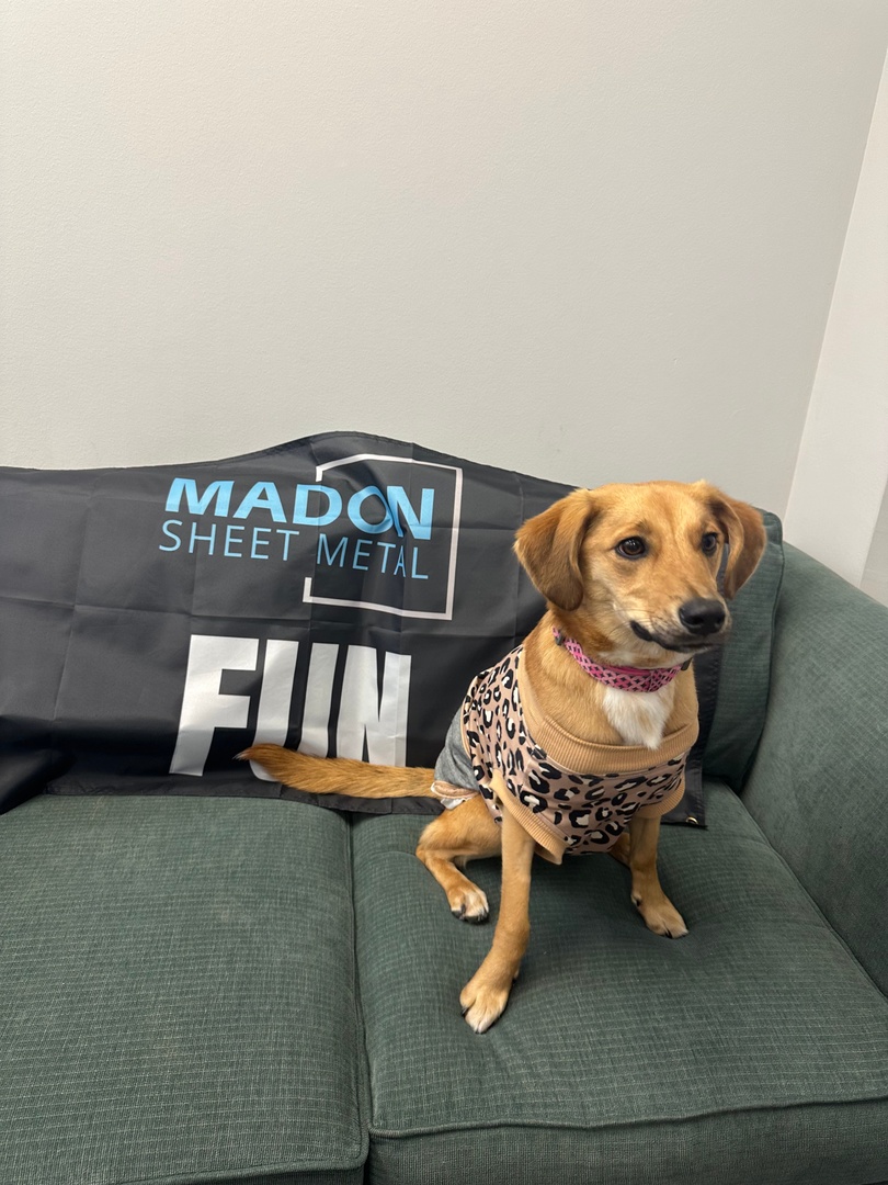 Mocha, the Madon Sheet Metal pup, says hi! One of our core values is FUN and Mocha brings us all Joy! #officedog #funatwork