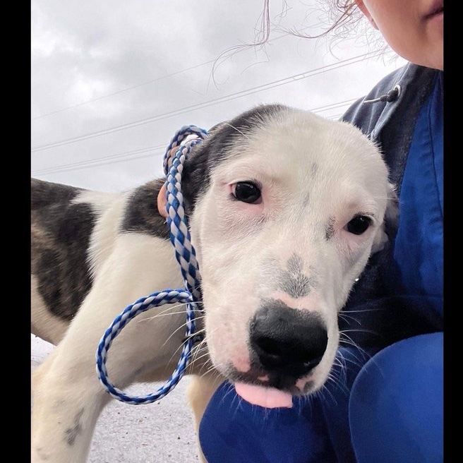 Just a baby at 10 months old and Sandra Deen was witnessed being THROWN out of a vehicle. A sweet, gentle and polite puppy who walks well on her leash and loves to cuddle and play. Located in Greenville SC, an over-capacity pound where she's at risk of losing her life. Please…