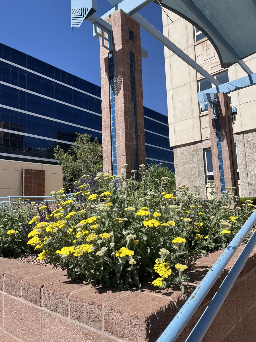 In recognition of #ArborDay, @CABQParks planted flowers and eight new trees at Civic Plaza. As we continue the revitalization of our Downtown, these plants will help enhance our shared spaces and create a greener city for our families and generations to come. #OneAlbuquerque