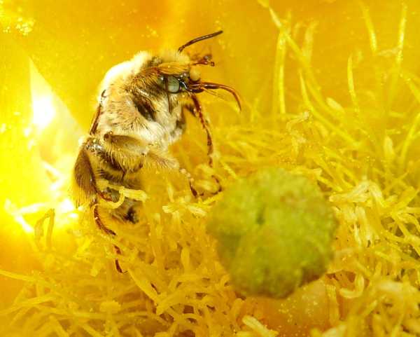 #TodayILearned World Bee Day will be celebrated on Monday, May 20! We'll be hosting a special exhibit in The Nest at Geisel Library and hosting an event on May 20 in honor of the international holiday. Details: bit.ly/49P0ik7. 📷 Keng-Lou James Hung