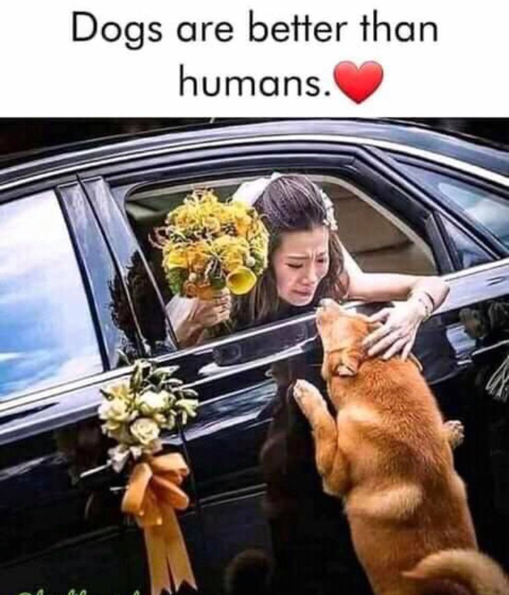 Dogs have emotions 🥺❤️