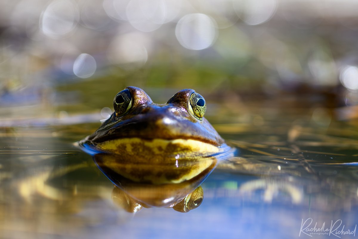 Froggie Friday! Love the reflection and the hands in the water. Not only did I get wet taking this, I was also on an ant hill. Oh the things we do for the shot! #thephotohour #shareyourweather #sharecangeo #froggiefriday @KMacTWN @YourMorning instagram.com/rachelle_richa…